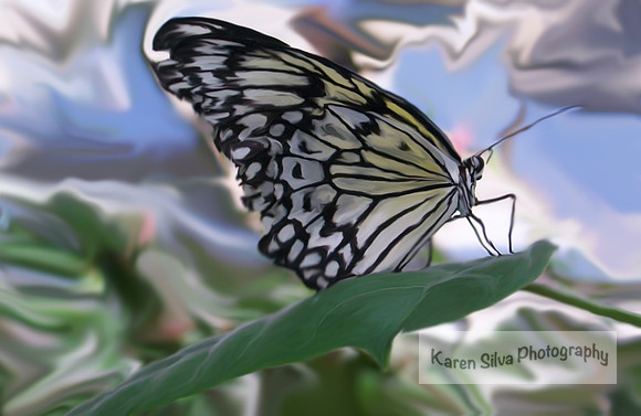 Paper Kite Butterfly #1