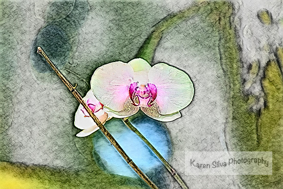 Phalaenopsis Su’s Amour