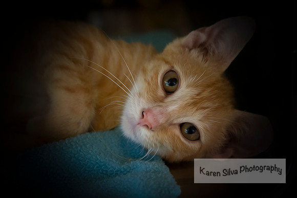 Aslan #4