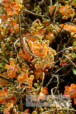 cannonball tree