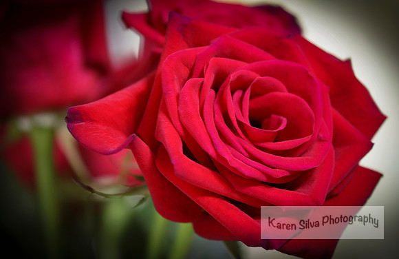Roses