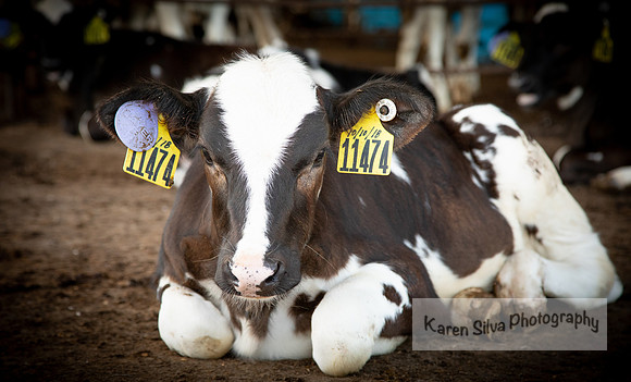 Cow Rescue #18
