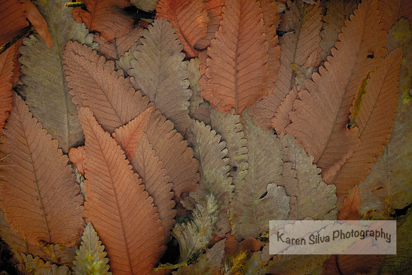 Copper Fern