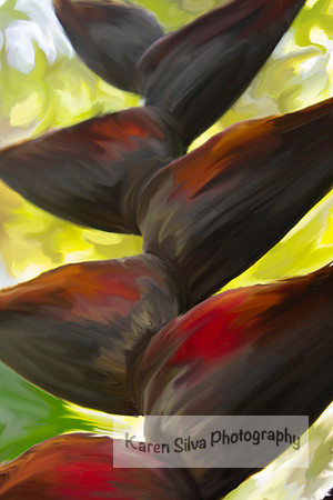 Haliconia