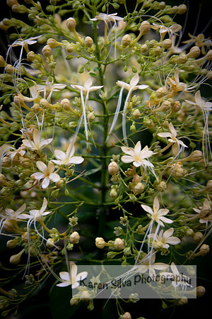 Clematis