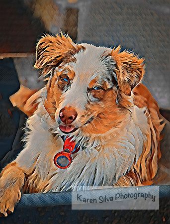 Australian Shepperd Puppy
