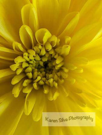 Yellow Chrysanthemum