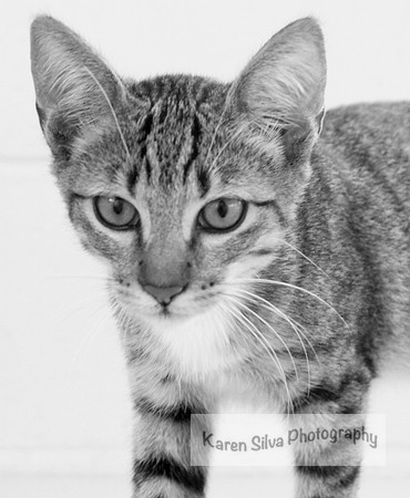 Nameless Cat