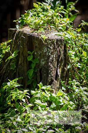 Hidden Stump