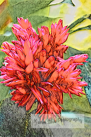 Alpinia Purpurata 'Tahitian