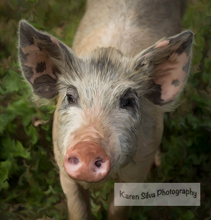 Hawaii Piggy