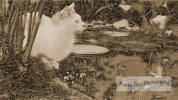 Kitty Meow Meow,