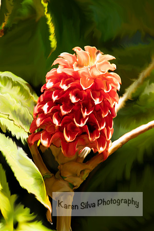 Indonesian Wax Ginger.