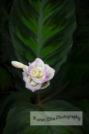 Curcuma Ginger