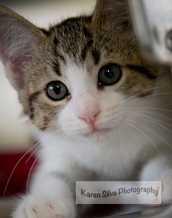 Kitten