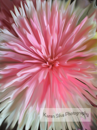 Pink and White Chrysanthemum