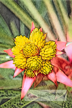 bromeliad hybrid