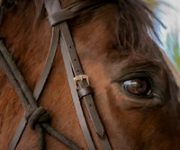 Pride - Beyond The Gaits Herd