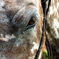 Penny - Beyond The Gaits Herd
