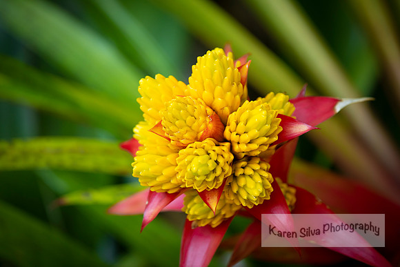 bromeliad hybrid