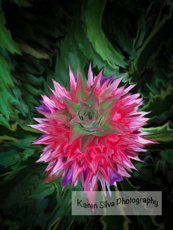 Dwarf Pineapple