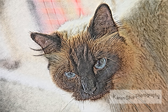 Mewow