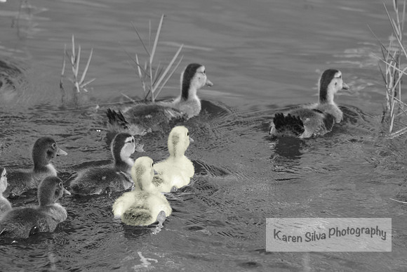 Ugly Duckling