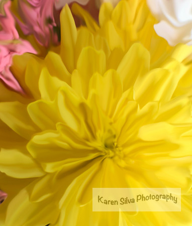 Yellow Chrysanthemums