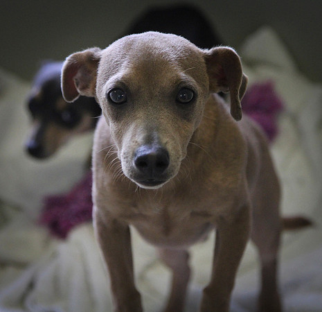 Sad Pup