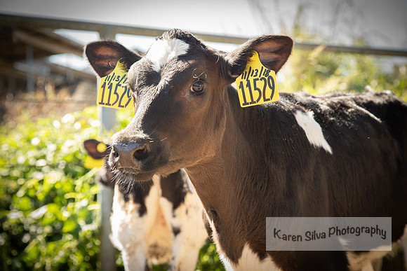 Cow Rescue #15