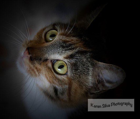 Kit Kat