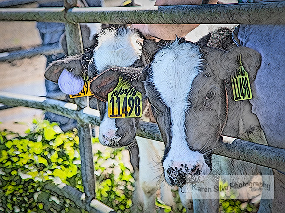 Cow Rescue #11