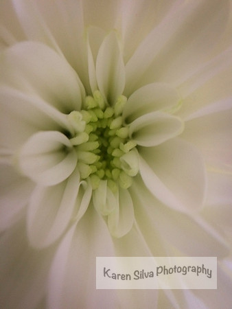 White Chrysanthemum.