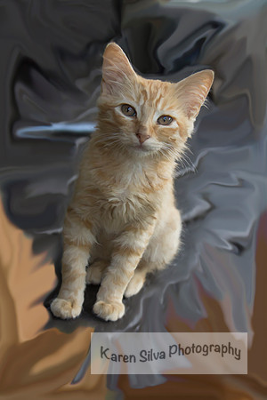 Feral Kitten