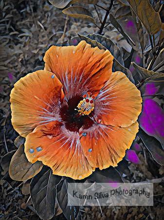 Yellow Hibiscus