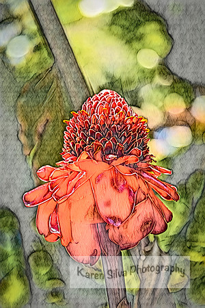 Torch Ginger
