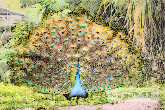 Eye Feathered Friend