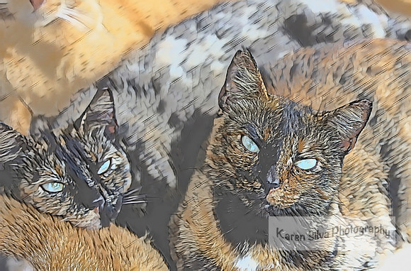 mamma kitty