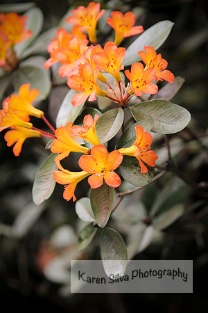 Hawaiian Rhododendron