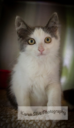 Mittens