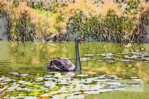 Black Swan