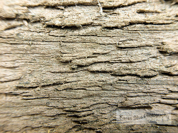 A little Bit of Bark