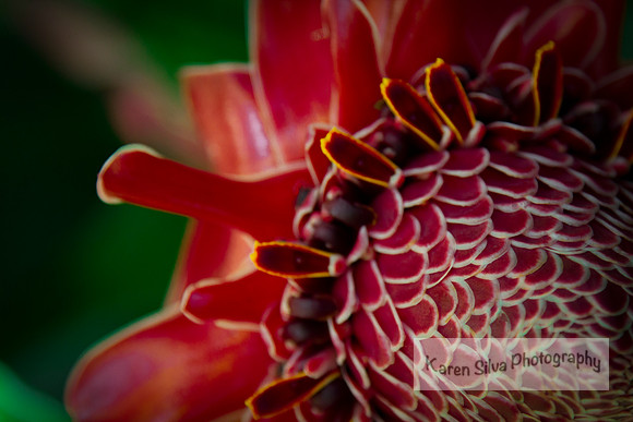 Torch Ginger
