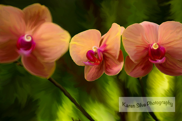 Phalaenopsis (moth) orchids