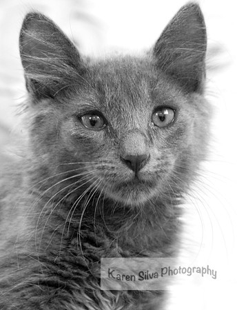 Little Grey