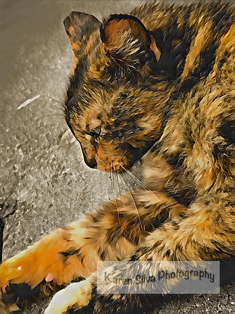 momma kitty