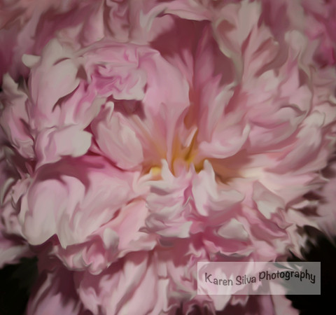 Carnations