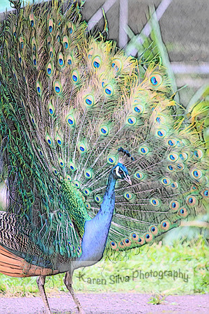 Show Bird