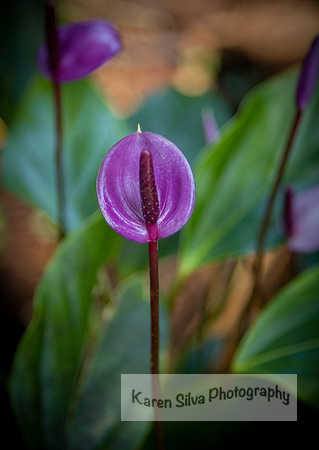 Anthurium Andraenum – flamingo Lily