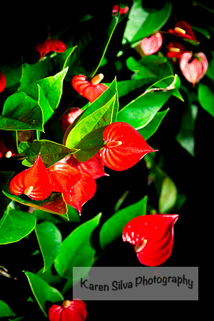 Anthurium Fire Glow Regal red flower